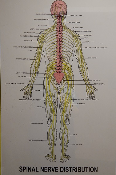 Spinal Nerve Distribution